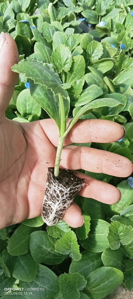 whatsapp image 2026 02 04 at 10.42.57 pm